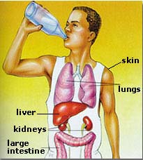 Voldoende gehydrateerde organen blijven langer gezond
