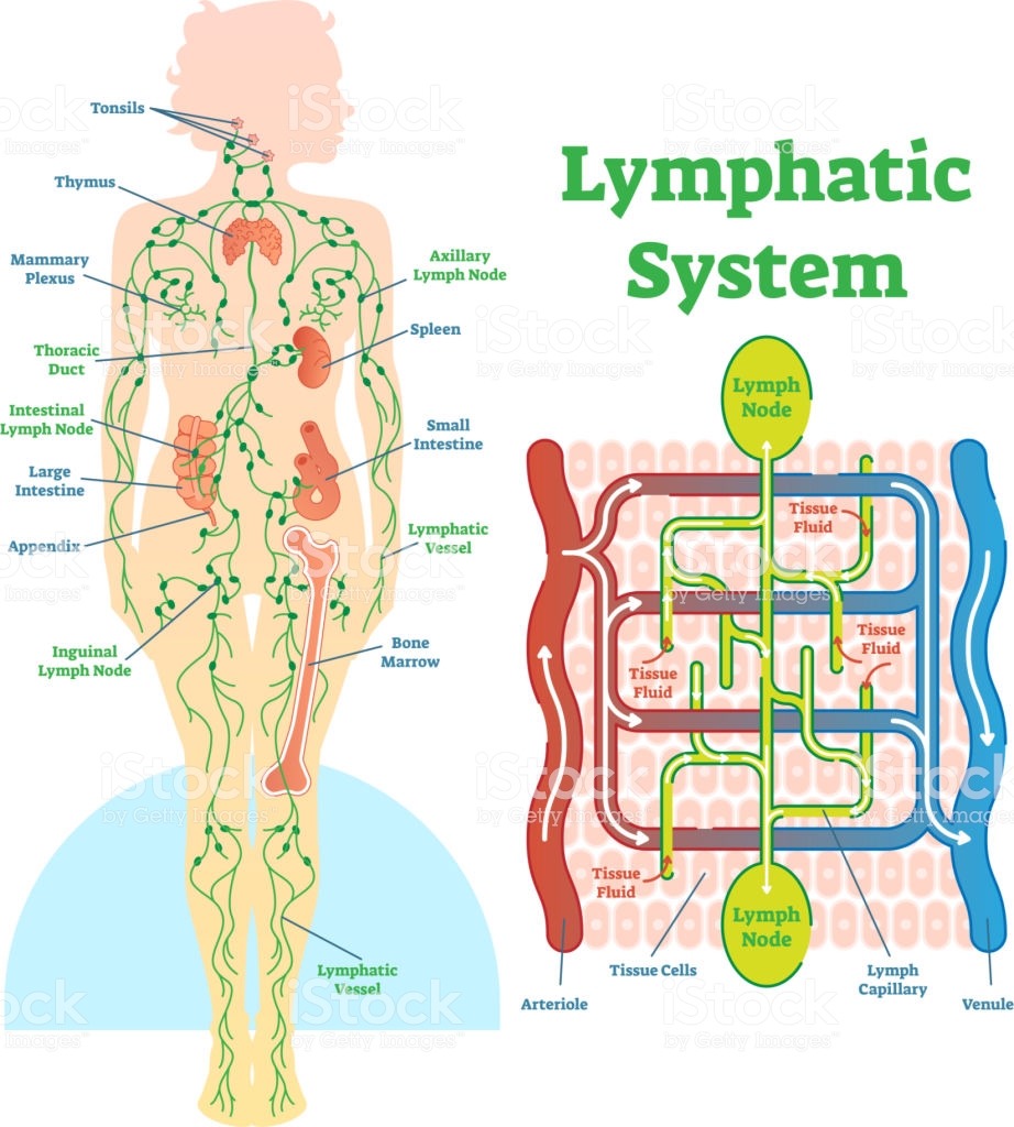 Circulatie van het lymfe-vocht schematisch weergegeven