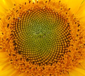 Zonnebloem fibonacci reeks gulden snede
